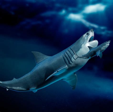 megalodon shark real photos|Everything You Need to Know About the Megalodon: Size, Teeth, Name.